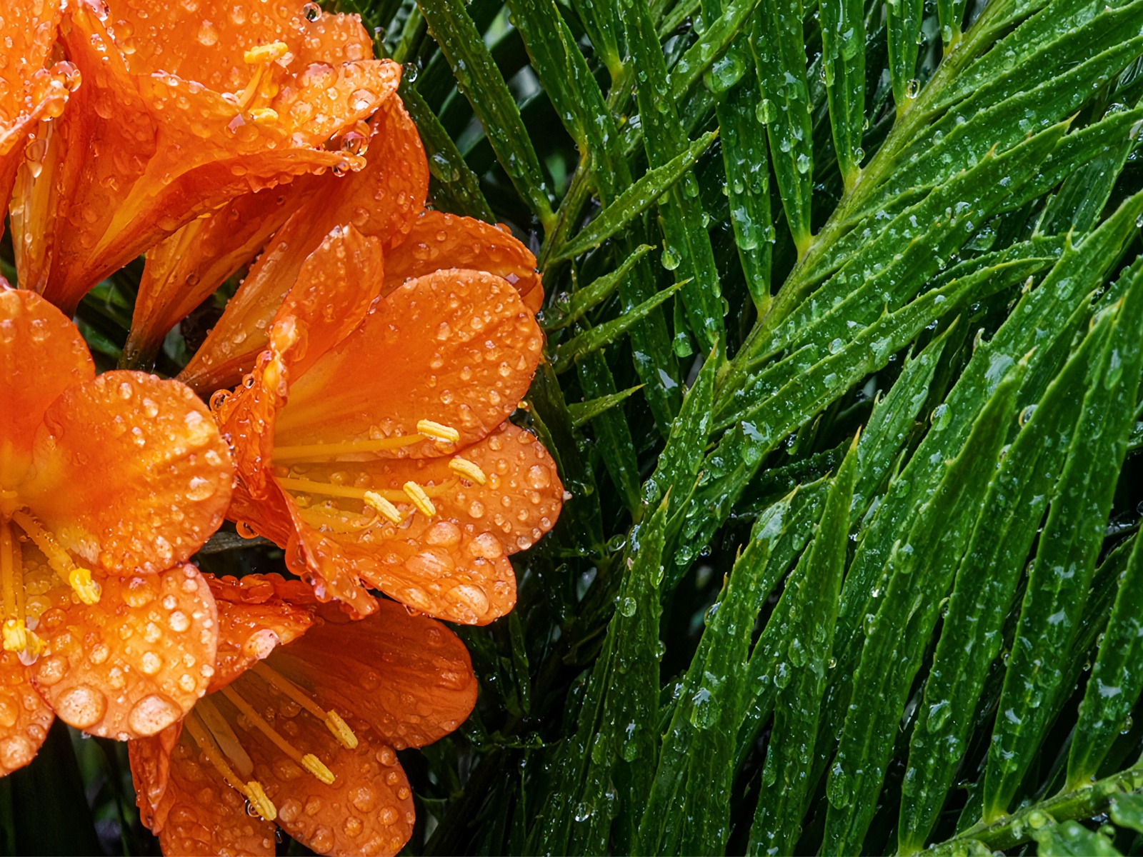 Orange clivia and a cycad frond after rain